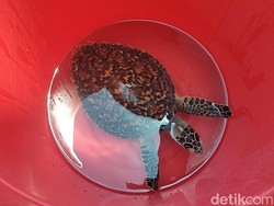 BBKSDA Jatim Ragu Penyu Sisik Langka Ditemukan di Sungai Gunung Anyar