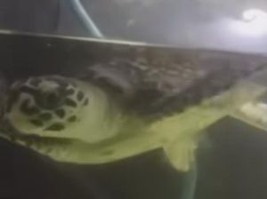 Penyu di Sungai Gunung Anyar Dipastikan Jenis Sisik yang Hampir Punah
