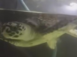 Penyu di Sungai Gunung Anyar Dipastikan Jenis Sisik yang Hampir Punah