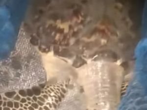 Penyu Sisik Langka Ditemukan di Sungai Gunung Anyar Surabaya