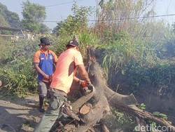 Pohon Kersen di Sukabumi Tiba-tiba Tumbang, Timpa Kabel-Tutup Jalan