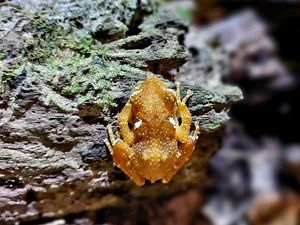 Nasib Malang Katak Pohon Mutiara, Satwa Langka yang Terancam Punah Nasib Malang Katak Pohon Mutiara, Satwa Langka yang Terancam Punah