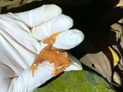 Perbedaan Katak dan Kodok, Ini Cara Mudah Membandingkannya