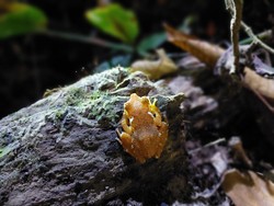 Keistimewaan Katak Pohon Mutiara yang Hidup di Belantara Sanggabuana