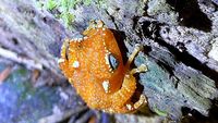 Eksotisnya Katak Pohon Mutiara Langka di Gunung Sanggabuana