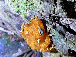 5 Fakta Katak Pohon Mutiara yang Langka Hidup di Sanggabuana