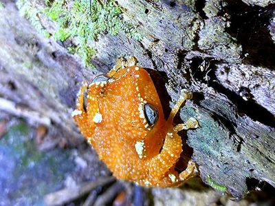 Eksotisnya Katak Pohon Mutiara Langka di Gunung Sanggabuana