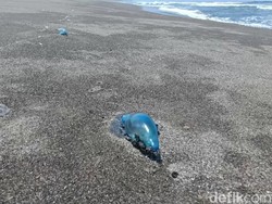 Awas Dab! Ubur-ubur Muncul di Pantai Kulon Progo, Sepekan Ada 6 Kasus Sengatan
