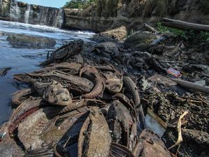 DLH Bogor Ungkap Hasil Temuan soal Viral Ikan-ikan Mati di Situ Rawa Jejeg