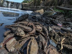 DLH Bogor Ungkap Hasil Temuan soal Viral Ikan-ikan Mati di Situ Rawa Jejeg