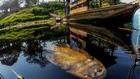 Sungai Cileungsi Tercemar Limbah Industri, Ribuan Ikan Mati