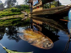 Sungai Cileungsi Tercemar Limbah Industri, Ribuan Ikan Mati
