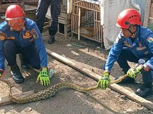 Ular Piton 2 Meter di Palu Sulteng Mangsa Ternak Warga, Damkar Evakuasi Ular Piton 2 Meter di Palu Sulteng Mangsa Ternak Warga, Damkar Evakuasi