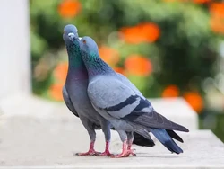 Rombongan Merpati yang Bikin Pusing Warga Barcelona