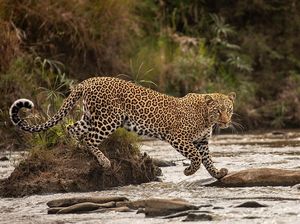 Karya Mencengangkan Finalis Kontes Foto Satwa Liar