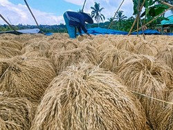 Lahan Sawah Makin Susut, Produksi Beras RI Turun 760 Ribu Ton