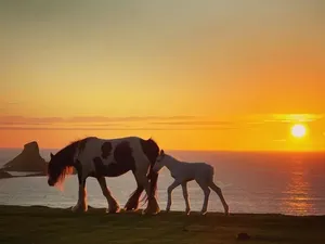 Kang Selfie Bikin Korban Lagi, Kini Kuda Poni Jatuh dari Tebing & Mati Kang Selfie Bikin Korban Lagi, Kini Kuda Poni Jatuh dari Tebing & Mati