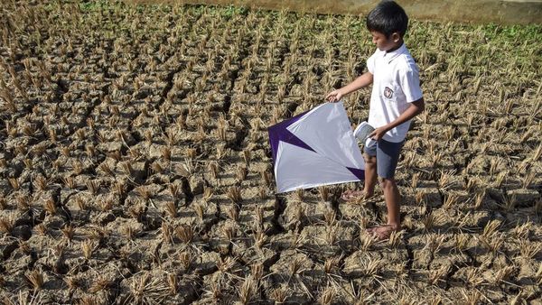 27.000 Hektare Lahan Pertanian Indonesia Mengering Gegara Kemarau