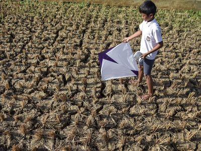 27.000 Hektare Lahan Pertanian Indonesia Mengering Gegara Kemarau