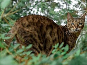 Macan Akar, Hewan Mungil dan Lucu yang Dilindungi Undang-undang