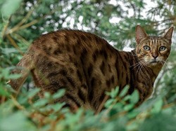 Macan Akar, Hewan Mungil dan Lucu yang Dilindungi Undang-undang