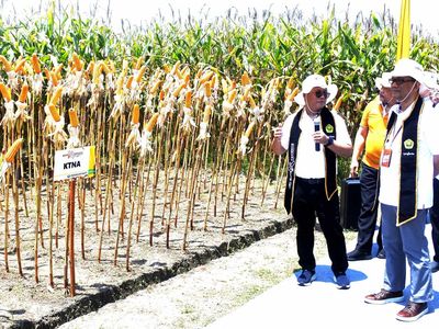 Melihat Panen Jagung Bioteknologi di Jember