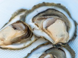 Bukan Cuma Manusia, Hewan Ini Juga Susah Tidur Gegara Lampu Nyala