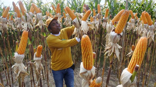 Panen Jagung Bioteknologi Pertama di RI, Begini Penampakannya