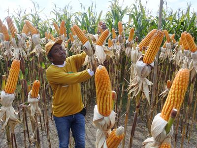 Panen Jagung Bioteknologi Pertama di RI, Begini Penampakannya