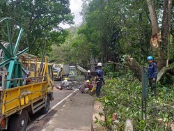 Truk Mogok-Pohon Tumbang Picu Kemacetan 8 Jam di Jalan Denpasar-Gilimanuk
