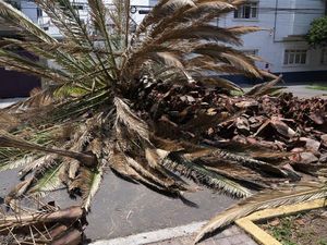 Nah Loh, Ratusan Pohon Palem di Meksiko Tumbang Gegara Kumbang