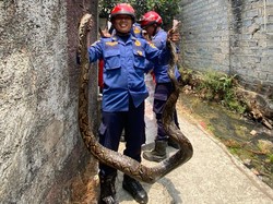 Hiii! Sanca 2,5 Meter Ditemukan Melingkar di Saluran Air Warga Bogor