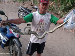 Seram! Gadis Klaten Kejatuhan Ular Piton 2 Meter saat Tidur Lelap