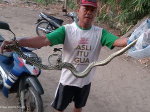 Seram! Gadis Klaten Kejatuhan Ular Piton 2 Meter saat Tidur Lelap Seram! Gadis Klaten Kejatuhan Ular Piton 2 Meter saat Tidur Lelap