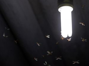 Bukan Cuma Matikan Lampu, Begini Cara Usir Laron di Rumah Bukan Cuma Matikan Lampu, Begini Cara Usir Laron di Rumah