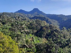 3 Bocah SMP Jateng Mabuk Kecubung Bikin Heboh: Linglung dan Masuk Hutan