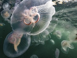 Terjawab Sudah, Begini Cara Ubur-ubur Menumbuhkan Tentakelnya yang Putus