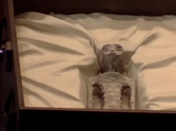 Jasad Diduga Alien Dipamerkan di Meksiko, Nyata Atau Tidak?