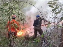 Dua Kali Kebakaran Hutan dan Lahan Terjadi di Trenggalek Saat Kemarau