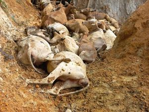 13 Lembu Milik Warga Asahan Mati, Diduga Diracun