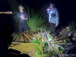 Asma Kambuh Saat Naik Pohon Gewang, Pria di Rote Tewas Terjatuh