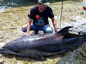 Heboh! Lumba-lumba 100 Kg Mati Terdampar di Ujunggenteng