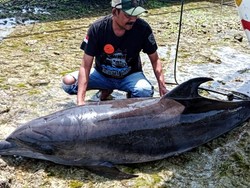 Heboh! Lumba-lumba 100 Kg Mati Terdampar di Ujunggenteng