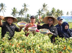 Kendalikan Inflasi, Mentan Dukung Pengembangan Cabai di Lombok Timur