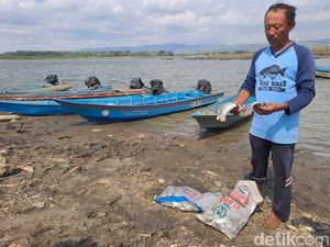 Waduk Gajah Mungkur Wonogiri Surut, Waktunya Nelayan Panen Ikan Waduk Gajah Mungkur Wonogiri Surut, Waktunya Nelayan Panen Ikan