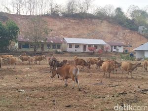 Bupati Edi Endi Larang Ternak Berkeliaran, Pemilik Terancam Denda Rp 3 Juta Bupati Edi Endi Larang Ternak Berkeliaran, Pemilik Terancam Denda Rp 3 Juta
