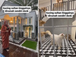 Viral Kucing Sultan Berkandang Rumah Mewah Lantai 2 & Ber-AC