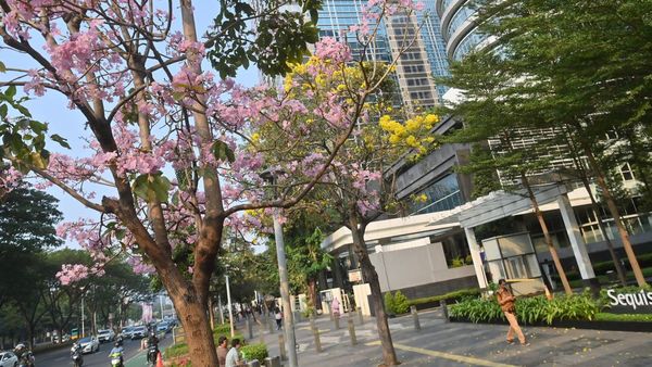 Bukan di Jepang, Bunga Tabebuya Hiasi Jalan Sudirman