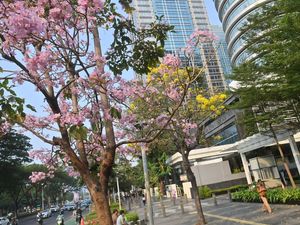 Bukan di Jepang, Bunga Tabebuya Hiasi Jalan Sudirman