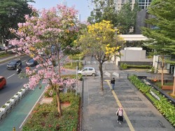 Bunga Tabebuya Mekar di Sudirman-Kemang, Distamhut DKI: Bisa Kurangi Stres